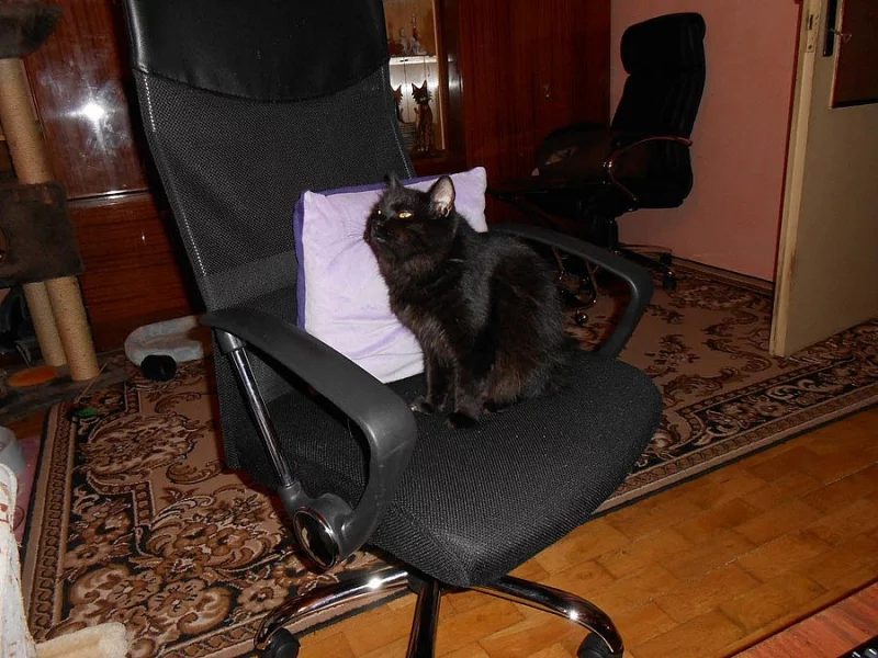 Kurilský bobtail s PP - Vysočina